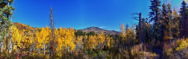 Utah 'taki Wasatch Dağları' nda Timpanogos 'un Pine Hollow yürüyüş yolu manzarası. Amerika.  