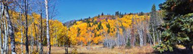 Utah 'taki Wasatch Dağları' nda Timpanogos 'un Pine Hollow yürüyüş yolu manzarası. Amerika.  