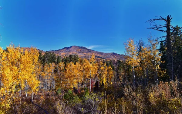 Pine Hollow Wanderweg Bergblick Von Timpanogos Den Wasatch Mountains Rocky — Stockfoto