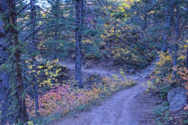 Utah 'taki Wasatch Dağları' nda Timpanogos 'un Pine Hollow yürüyüş yolu manzarası. Amerika.  