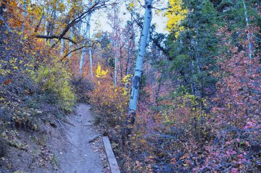 Utah 'taki Wasatch Dağları' nda Timpanogos 'un Pine Hollow yürüyüş yolu manzarası. Amerika.  