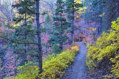 Utah 'taki Wasatch Dağları' nda Timpanogos 'un Pine Hollow yürüyüş yolu manzarası. Amerika.  