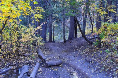 Utah 'taki Wasatch Dağları' nda Timpanogos 'un Pine Hollow yürüyüş yolu manzarası. Amerika.  