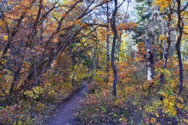 Utah 'taki Wasatch Dağları' nda Timpanogos 'un Pine Hollow yürüyüş yolu manzarası. Amerika.  