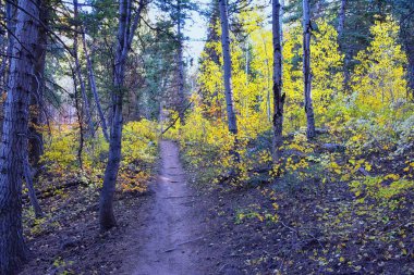 Utah 'taki Wasatch Dağları' nda Timpanogos 'un Pine Hollow yürüyüş yolu manzarası. Amerika.  