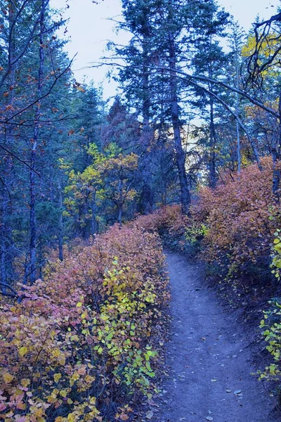 Pine Hollow Wanderweg Bergblick Von Timpanogos Den Wasatch Mountains Rocky — Stockfoto