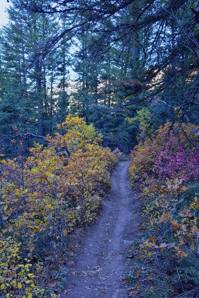 Sentier Randonnée Pine Hollow Vue Sur Les Montagnes Par Timpanogos — Photo