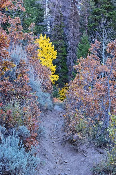 Pine Hollow Hiking Trail Mountain Views Timpanogos Wasatch Mountains Rocky — Stock Photo, Image