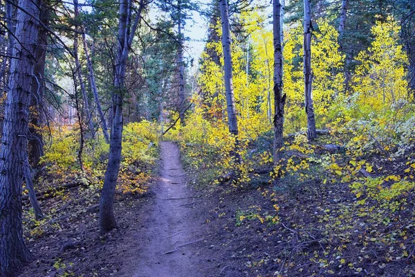 stock image Pine Hollow hiking trail Mountain views by Timpanogos in the Wasatch Mountains Rocky Mountains, Utah. America.  