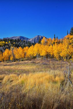 Utah 'taki Wasatch Dağları' nda Timpanogos 'un Pine Hollow yürüyüş yolu manzarası. Amerika.  