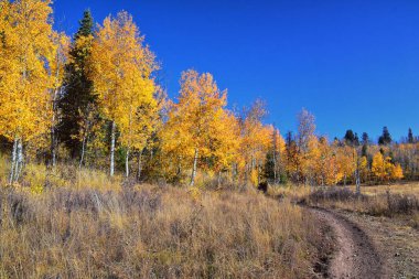 Utah 'taki Wasatch Dağları' nda Timpanogos 'un Pine Hollow yürüyüş yolu manzarası. Amerika.  