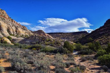Jones Bones, Zion Ulusal Parkı 'ndan St George kumtaşı kar kanyonu Utah yürüyüş yolu. ABD.