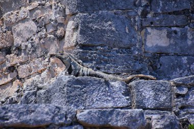 Meksika Yucatn Yarımadası 'ndaki Karayipler kıyısındaki Tulum antik Maya liman şehri. El Castillo harabelerinin manzarası. Kuzey Orta Amerika.