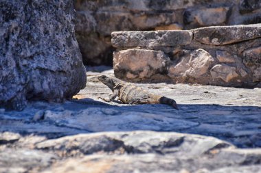 Meksika Yucatn Yarımadası 'ndaki Karayipler kıyısındaki Tulum antik Maya liman şehri. El Castillo harabelerinin manzarası. Kuzey Orta Amerika.