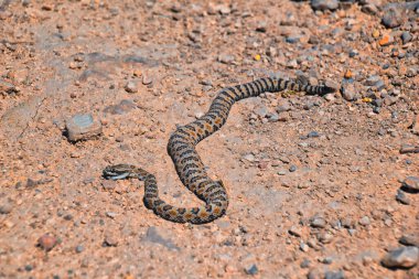 Çıngıraklı yılan Büyük Havza veya Cüce Solmuş, Crotalus lutosus veya concolor, West Lake Mountain Peak yürüyüş patikasında yolda ölmüş. Bebeğim, zehirli zehirli çukur engereği. Utah ABD