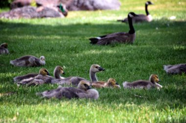Kanadalı kaz ailesi, Shoshone Şelalesi Twin Falls, Idaho, ABD 'deki göl kıyısındaki kazlı aileler.