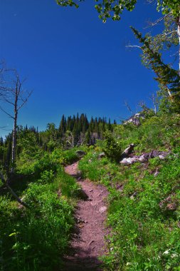 Timpanogos, Primrose 'un gözden kaçırdığı Horse Spring yürüyüş yolu Wasatch Rocky Dağları, Utah. Birleşik Devletler.