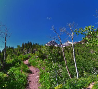 Timpanogos, Primrose 'un gözden kaçırdığı Horse Spring yürüyüş yolu Wasatch Rocky Dağları, Utah. Birleşik Devletler.