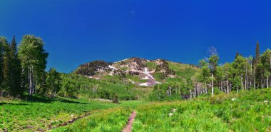 Timpanogos, Primrose 'un gözden kaçırdığı Horse Spring yürüyüş yolu Wasatch Rocky Dağları, Utah. Birleşik Devletler.