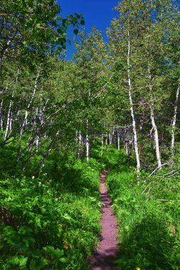 Timpanogos, Primrose 'un gözden kaçırdığı Horse Spring yürüyüş yolu Wasatch Rocky Dağları, Utah. Birleşik Devletler.