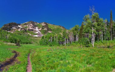 Timpanogos, Primrose 'un gözden kaçırdığı Horse Spring yürüyüş yolu Wasatch Rocky Dağları, Utah. Birleşik Devletler.