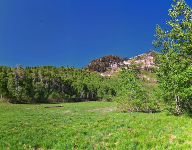 Timpanogos Rocky Dağları, Utah 'tan Wasatch Dağı, Primrose Overlook Horse Spring yürüyüş parkurundan. Birleşik Devletler.
