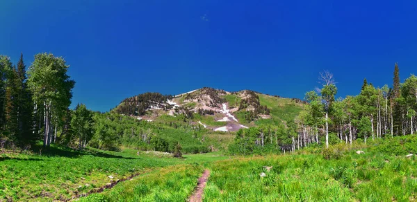 ティンパニョーバックプリムローズは ホーススプリングハイキングトレイルビューワサッチロッキー山脈 ユタを見下ろす アメリカ合衆国 — ストック写真