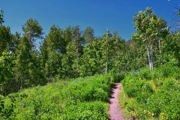 Timpanogos, Primrose 'un gözden kaçırdığı Horse Spring yürüyüş yolu Wasatch Rocky Dağları, Utah. Birleşik Devletler.