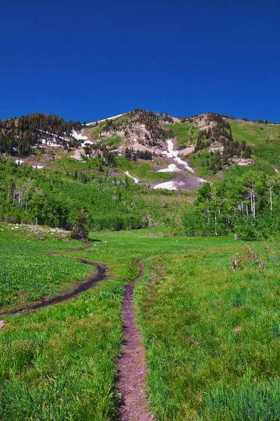 Timpanogos, Primrose 'un gözden kaçırdığı Horse Spring yürüyüş yolu Wasatch Rocky Dağları, Utah. Birleşik Devletler.