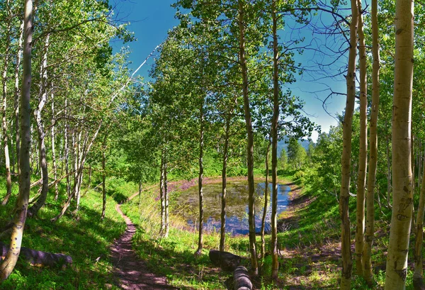 Wasatch Mountain Landschaft Von Primrose Overlook Horse Spring Wanderweg Durch — Stockfoto