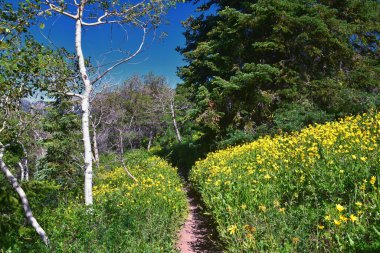 Timpanogos 'un Pine Hollow yürüyüş yolu Uinta Wasatch Önbellek Ulusal Ormanı, Rocky Dağları, Utah' a bakıyor. Birleşik Devletler.