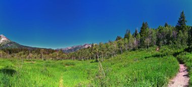 Timpanogos 'un Pine Hollow yürüyüş yolu Uinta Wasatch Önbellek Ulusal Ormanı, Rocky Dağları, Utah' a bakıyor. Birleşik Devletler.