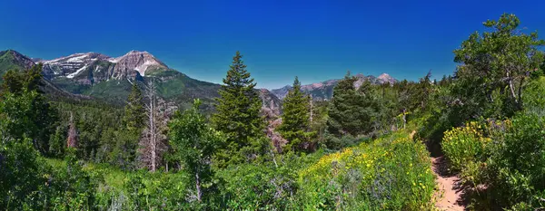 Timpanogos Back Pine Hollow Hiking Trail Views Uinta Wasatch Cache — Stock Photo, Image