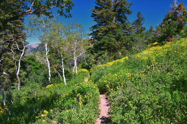 Timpanogos Back Pine Hollow Hiking Trail Views Uinta Wasatch Cache — Stock Photo, Image
