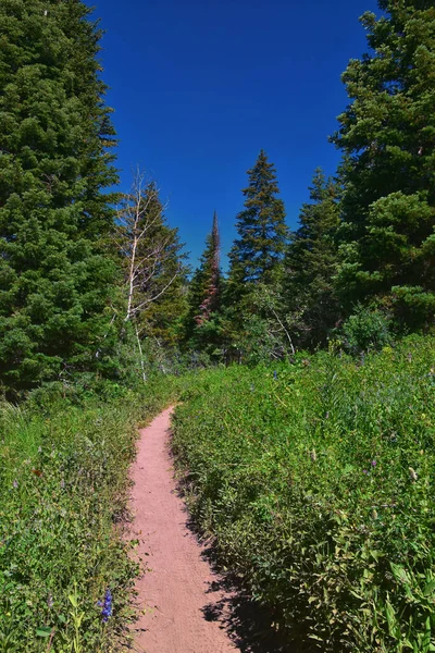 Timpanogos 'un Pine Hollow yürüyüş yolu Uinta Wasatch Önbellek Ulusal Ormanı, Rocky Dağları, Utah' a bakıyor. Birleşik Devletler.