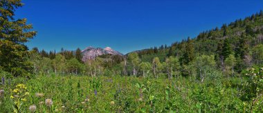 Timpanogos, Uinta Wasatch Önbellek Ulusal Ormanı, Rocky Dağları, Utah 'tan Pine Hollow yürüyüş görüntülerine geri döndü. Birleşik Devletler.