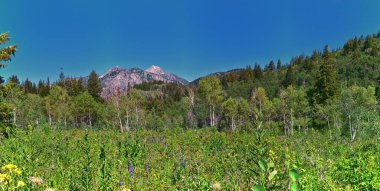 Timpanogos, Uinta Wasatch Önbellek Ulusal Ormanı, Rocky Dağları, Utah 'tan Pine Hollow yürüyüş görüntülerine geri döndü. Birleşik Devletler.