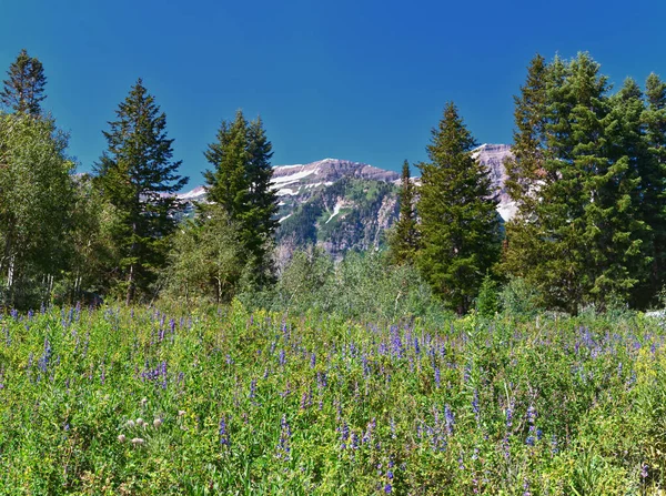 トレイルウィンタワサッチキャッシュ国立森 ロッキー山脈 ユタからパインホロウハイキングの景色をバック アメリカ合衆国 — ストック写真