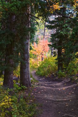 Timpanogos geri Willow Hollow Tepesi, Pine Hollow Trail yürüyüş parkuru manzarası Wasatch Rocky Dağları, Utah. Birleşik Devletler.