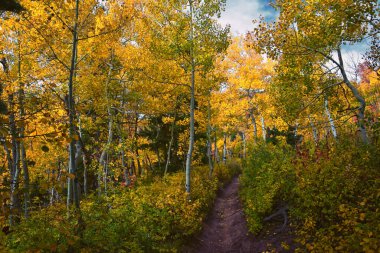 Timpanogos geri Willow Hollow Tepesi, Pine Hollow Trail yürüyüş parkuru manzarası Wasatch Rocky Dağları, Utah. Birleşik Devletler.