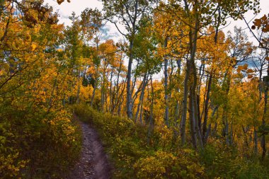 Timpanogos geri Willow Hollow Tepesi, Pine Hollow Trail yürüyüş parkuru manzarası Wasatch Rocky Dağları, Utah. Birleşik Devletler.