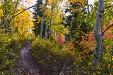Timpanogos geri Willow Hollow Tepesi, Pine Hollow Trail yürüyüş parkuru manzarası Wasatch Rocky Dağları, Utah. Birleşik Devletler.