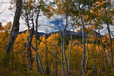 Timpanogos geri panoramik manzara, Willow Hollow Tepesi, Pine Hollow Patikası yürüyüş yolu Wasatch Rocky Dağları, Utah. Birleşik Devletler.