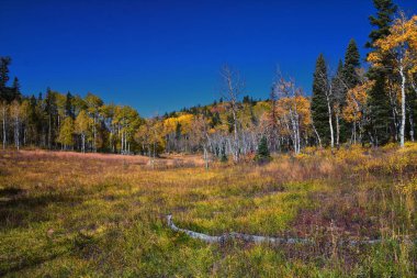 Timpanogos yürüyüş yolundan, Willow Hollow Tepesi 'nden, Pine Hollow Wasatch Rocky Dağları' ndan, Utah 'tan görüntüler. Birleşik Devletler.