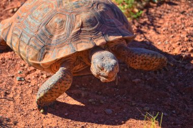 Mojave Çöl Kaplumbağası, Gopherus Agassizii, Kızıl Kayalıklar Çölü 'ndeki St. George Güney Utah' ta ot ve kaktüs yiyorlar. Birleşik Devletler.