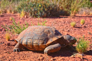 Mojave Çöl Kaplumbağası, Gopherus Agassizii, Kızıl Kayalıklar Çölü 'ndeki St. George Güney Utah' ta ot ve kaktüs yiyorlar. Birleşik Devletler.