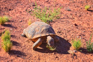 Mojave Çöl Kaplumbağası, Gopherus Agassizii, Kızıl Kayalıklar Çölü 'ndeki St. George Güney Utah' ta ot ve kaktüs yiyorlar. Birleşik Devletler.