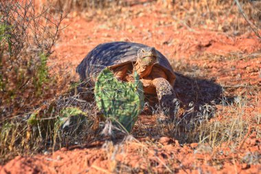 Mojave Çöl Kaplumbağası, Gopherus Agassizii, Kızıl Kayalıklar Çölü 'ndeki St. George Güney Utah' ta ot ve kaktüs yiyorlar. Birleşik Devletler.