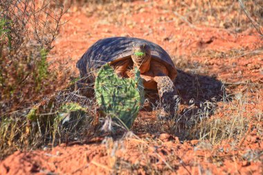 Mojave Çöl Kaplumbağası, Gopherus Agassizii, Kızıl Kayalıklar Çölü 'ndeki St. George Güney Utah' ta ot ve kaktüs yiyorlar. Birleşik Devletler.