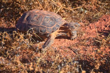 Mojave Çöl Kaplumbağası, Gopherus Agassizii, Kızıl Kayalıklar Çölü 'ndeki St. George Güney Utah' ta ot ve kaktüs yiyorlar. Birleşik Devletler.